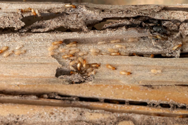 Best Affordable Pest Control Services  in Pompton Lakes, NJ
